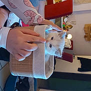 Topaze a rejoint le concours — aidez-le/la à gagner de superbes lots ! art, craft, creative_arts, fashion_accessory, fawn, felidae, finger, fur, gesture, human_leg, nail, paper, pattern, small_to_medium_sized_cats, stuffed_toy, thumb, toy, wood, wool, wrist