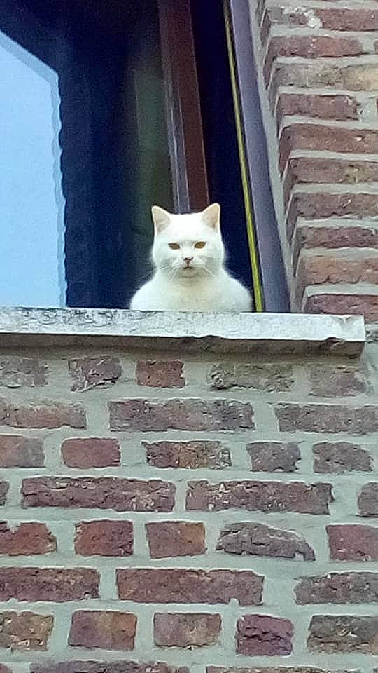 Neige a rejoint le concours — aidez-le/la à gagner de superbes lots ! aegean_cat, architecture, asian, brick, british_shorthair, carnivore, cat, domestic_short_haired_cat, fawn, felidae, kitten, person, small_to_medium_sized_cats, stairs, tail, tile, turkish_angora, wall, whiskers, white