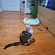 Lexi joined the competition — help win amazing prizes! animal, box, calico, cat, cozy, curious, domestic_cat, door, flooring, furniture, home, houseplant, indoor, living_room, pet_bed, plant, sitting, television, toy, wooden_floor