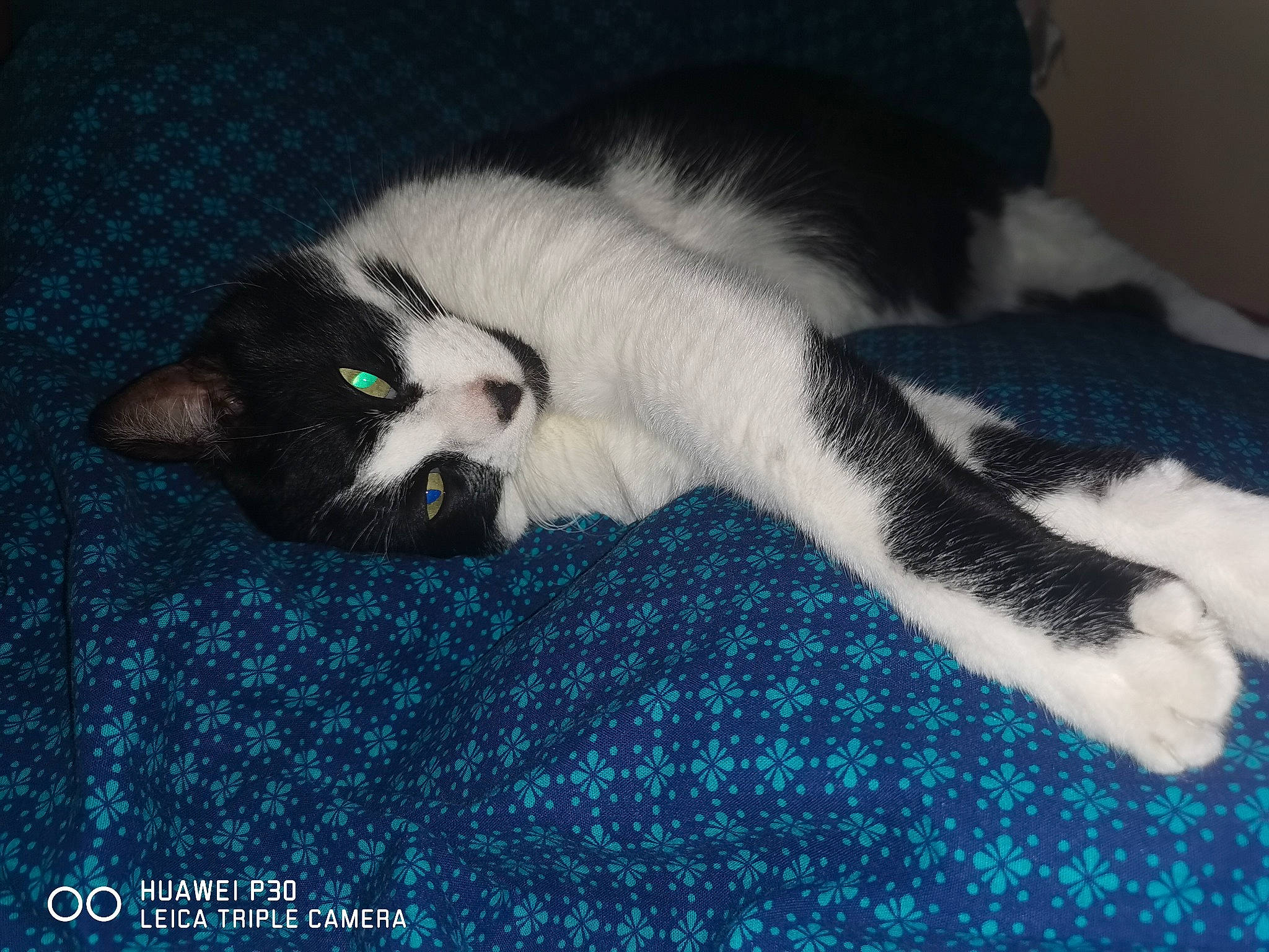 Mistral a rejoint le concours — aidez-le/la à gagner de superbes lots ! canidae, carnivore, cat, claw, comfort, dog_breed, domestic_short_haired_cat, electric_blue, felidae, flooring, fur, nap, paw, photo_caption, sleep, small_to_medium_sized_cats, snout, tail, whiskers