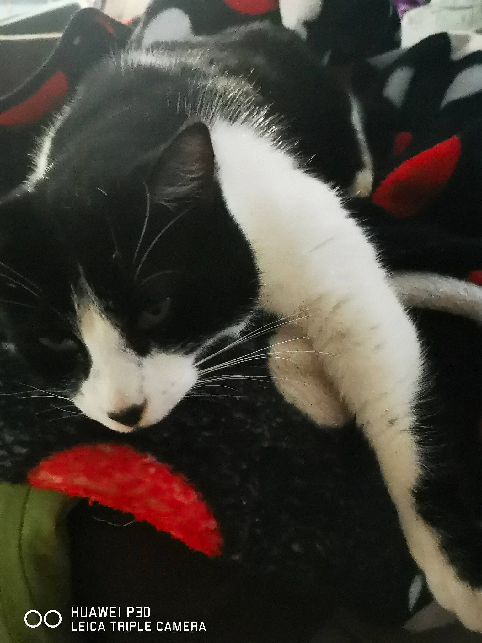 Mistral participe au concours pour gagner de l'argent avec cette photo : black_cat, carmine, carnivore, cat, cat_supply, claw, comfort, domestic_short_haired_cat, felidae, fur, lap, nap, paw, photo_caption, sleep, small_to_medium_sized_cats, snout, tail, whiskers