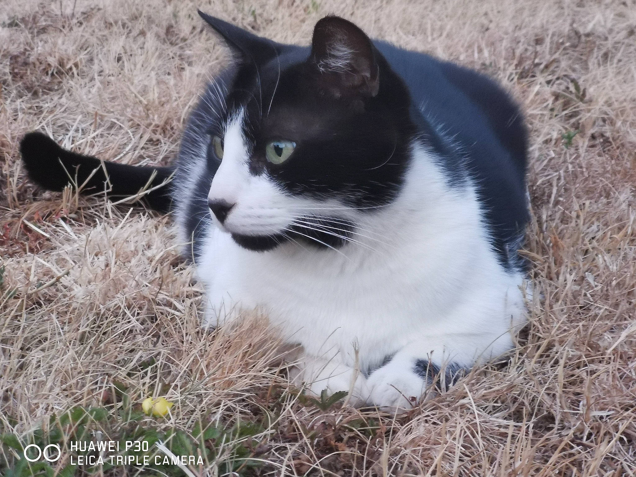 Mistral participe au concours pour gagner de l'argent avec cette photo : carnivore, cat, domestic_short_haired_cat, eye, felidae, fur, grass, groundcover, hair, head, human_body, monochrome_photography, plant, sitting, small_to_medium_sized_cats, snout, tail, terrestrial_animal, tree, whiskers