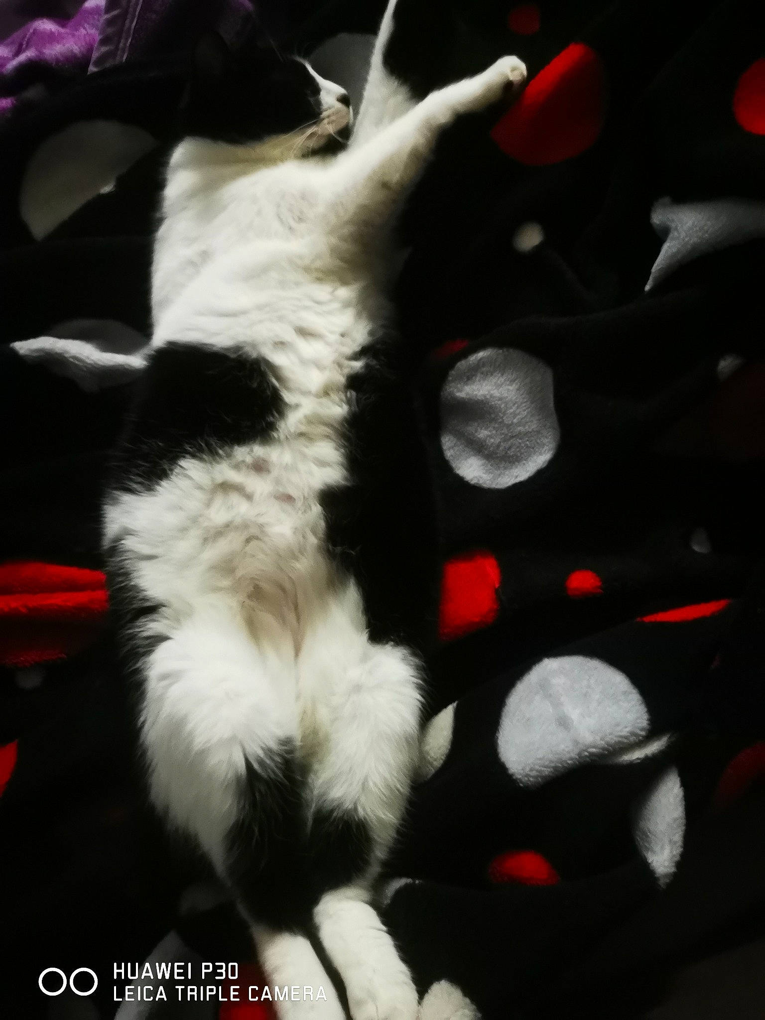 Mistral a rejoint le concours — aidez-le/la à gagner de superbes lots ! canidae, carnivore, cat, claw, companion_dog, dog_breed, entertainment, event, fawn, felidae, fur, gesture, paw, petal, small_to_medium_sized_cats, snout, sporting_group, tail, tree, whiskers