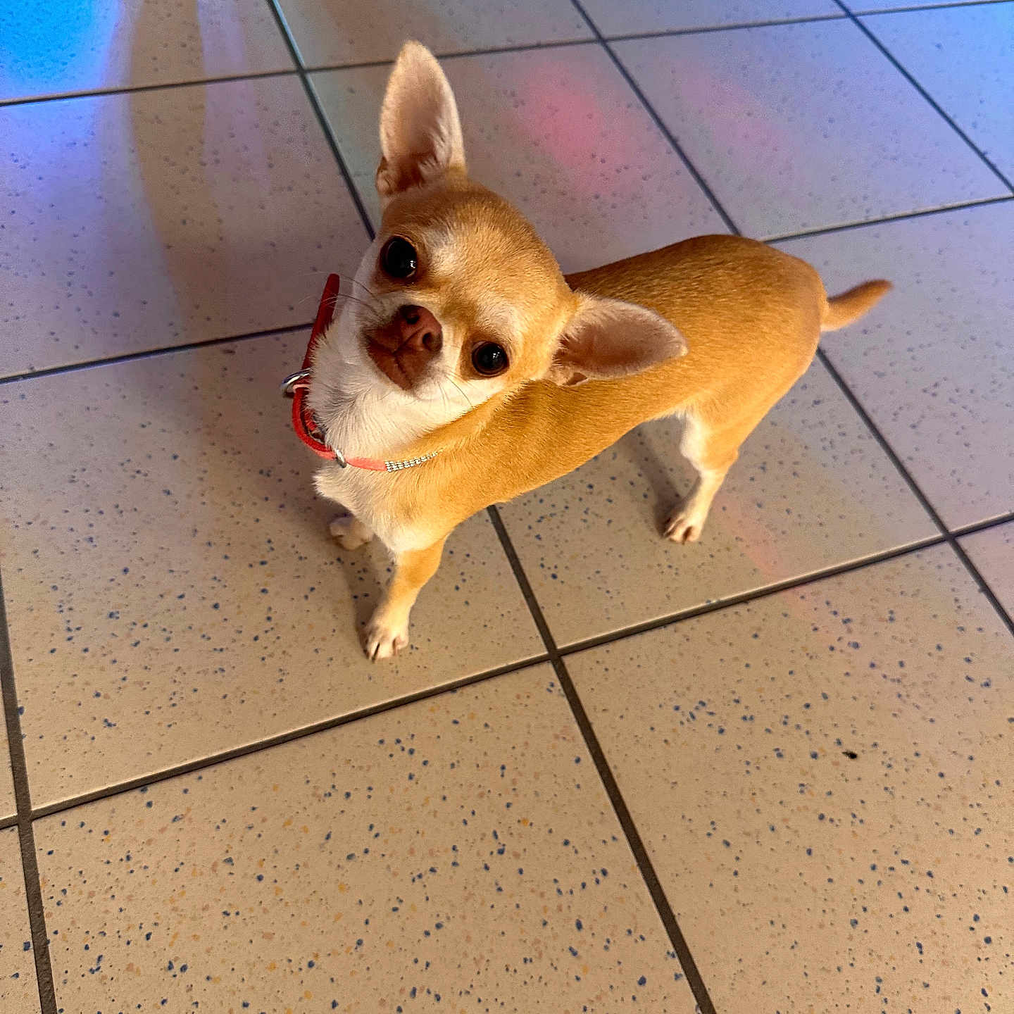 Ummy a rejoint le concours — aidez-le/la à gagner de superbes lots ! animal, chihuahua, collar, companion, cute, dog, domestic_animal, ears_up, floor, footwear, head_tilt, indoor, looking_up, pet, playful, short_fur, small_dog, tan_dog, tile_floor, white_sneakers