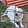 Pongo