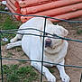 animal, canine, daytime, dirt, dog, domestic_animal, fence, grass, laying_down, mammal, nature, outdoor, pet, relaxed, resting, summer, white_dog, wire_fence, wooden_structure, yard