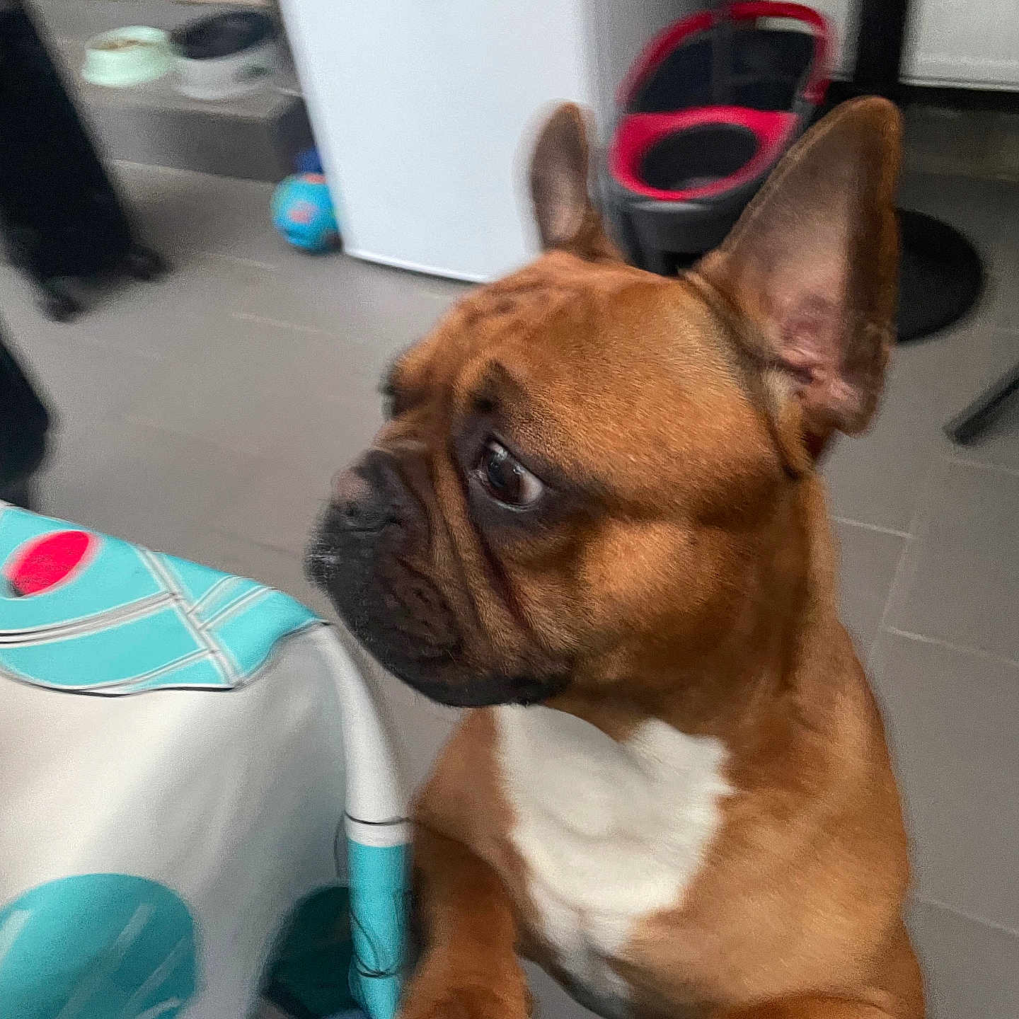 Gribouille participe au concours pour gagner de l'argent avec cette photo : animal, background, brown_dog, canine, closeup, companion, curious, dog, domestic, ears, floor, furniture, house, indoor, looking, paw, pet, side_view, tiles, white_chest