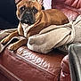 Gribouille participe au concours pour gagner de l'argent avec cette photo : animal, blanket, brown_coat, comfort, companion, cute, dog, domestic, ears_up, french_bulldog, fur, home, indoor, leather_couch, looking_at_camera, paws, pet, relaxed, resting, snout