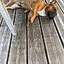 animal, brown_dog, calm, companion, daylight, dog, footwear, fur, nature, outdoor, paws, peaceful, pet, quiet, relaxation, resting, sandals, sleeping, summer, wooden_deck
