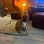 Gribouille participe au concours pour gagner de l'argent avec cette photo : blanket, blanket_on_floor, brown_dog, cozy, dog, domestic_animal, fire, fireplace, floor, french_bulldog, furniture, home, indoor, living_room, modern_fireplace, pet, sitting, television, warm_light, wooden_floor