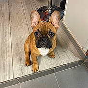Gribouille a rejoint le concours — aidez-le/la à gagner de superbes lots ! adorable, animal, brown, canine, companion, cute, dog, domestic_animal, ears, floor, french_bulldog, indoor, looking_up, pet, puppy, sitting, small_dog, tile, white_chest, young