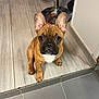adorable, animal, brown, canine, companion, cute, dog, domestic_animal, ears, floor, french_bulldog, indoor, looking_up, pet, puppy, sitting, small_dog, tile, white_chest, young