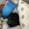 black_cat, cat, pet, animal, feline, bed, pillow, striped_bedspread, patterned_pillow, blue_pillow, resting, indoor, cozy, fur, yellow_eyes, domestic_animal, comfort, relaxation, home, sleeping_area