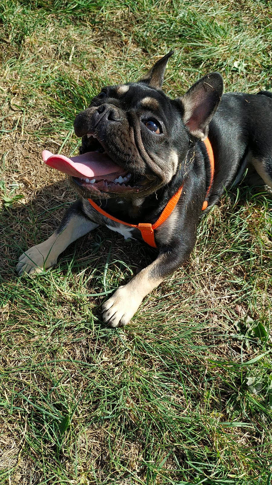 Olivia participe au concours pour gagner de l'argent avec cette photo : australian_bulldog, bulldog, canidae, carnivore, companion_dog, dog, dog_breed, eye, fawn, french_bulldog, grass, molosser, plant, snout, sporting_group, terrestrial_animal, toy_dog, whiskers, working_animal, wrinkle