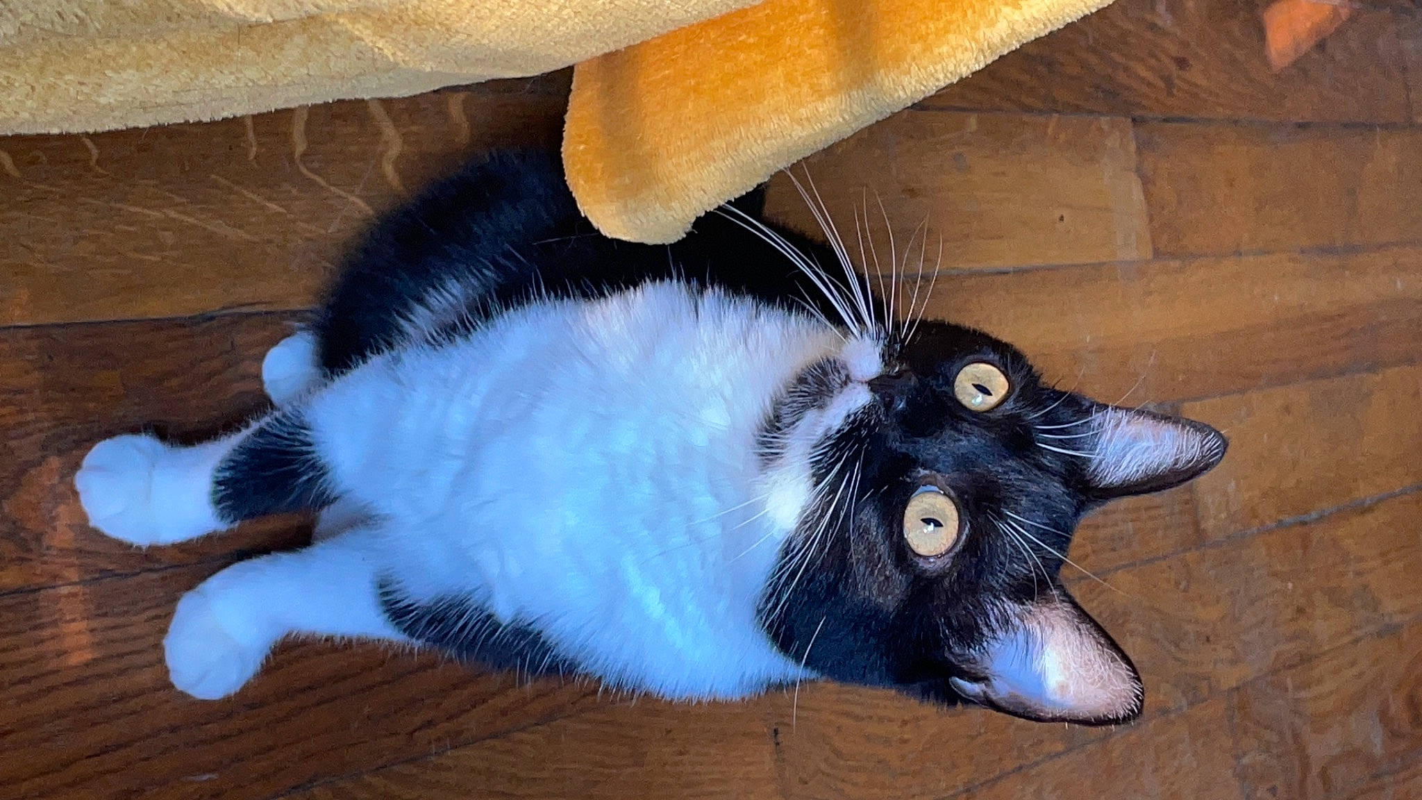 Lune participe au concours pour gagner de l'argent avec cette photo : black_cat, carnivore, cat, claw, domestic_short_haired_cat, ear, felidae, flooring, foot, fur, hardwood, paw, small_to_medium_sized_cats, snout, tail, whiskers, window, wood