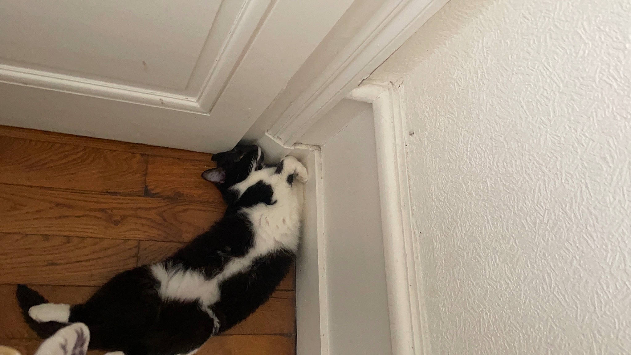 Lune a rejoint le concours — aidez-le/la à gagner de superbes lots ! canidae, carnivore, cat, dog_breed, domestic_short_haired_cat, door, felidae, flooring, fur, hardwood, molding, paw, room, small_to_medium_sized_cats, snout, sporting_group, tail, whiskers, wood