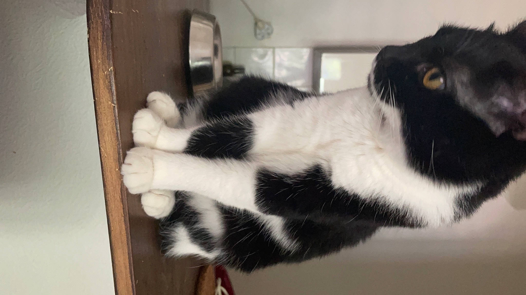 Lune a rejoint le concours — aidez-le/la à gagner de superbes lots ! carnivore, cat, claw, domestic_short_haired_cat, felidae, fur, natural_material, paw, small_to_medium_sized_cats, tail, terrestrial_animal, whiskers, window