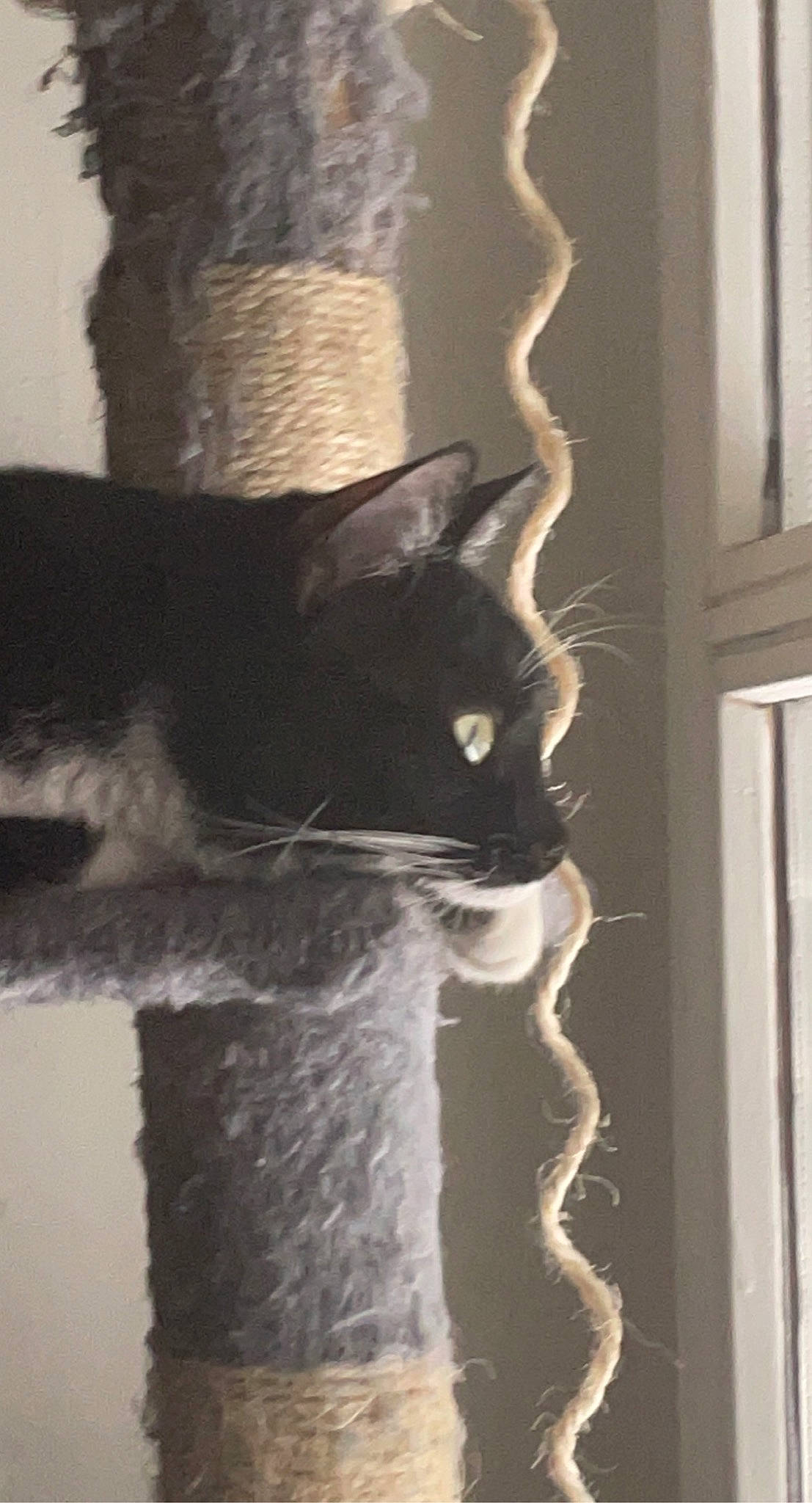 Lune a rejoint le concours — aidez-le/la à gagner de superbes lots ! black_cat, carnivore, cat, domestic_short_haired_cat, door, felidae, fur, grey, monochrome, monochrome_photography, shadow, small_to_medium_sized_cats, snout, tail, tints_and_shades, trunk, whiskers, window, wood