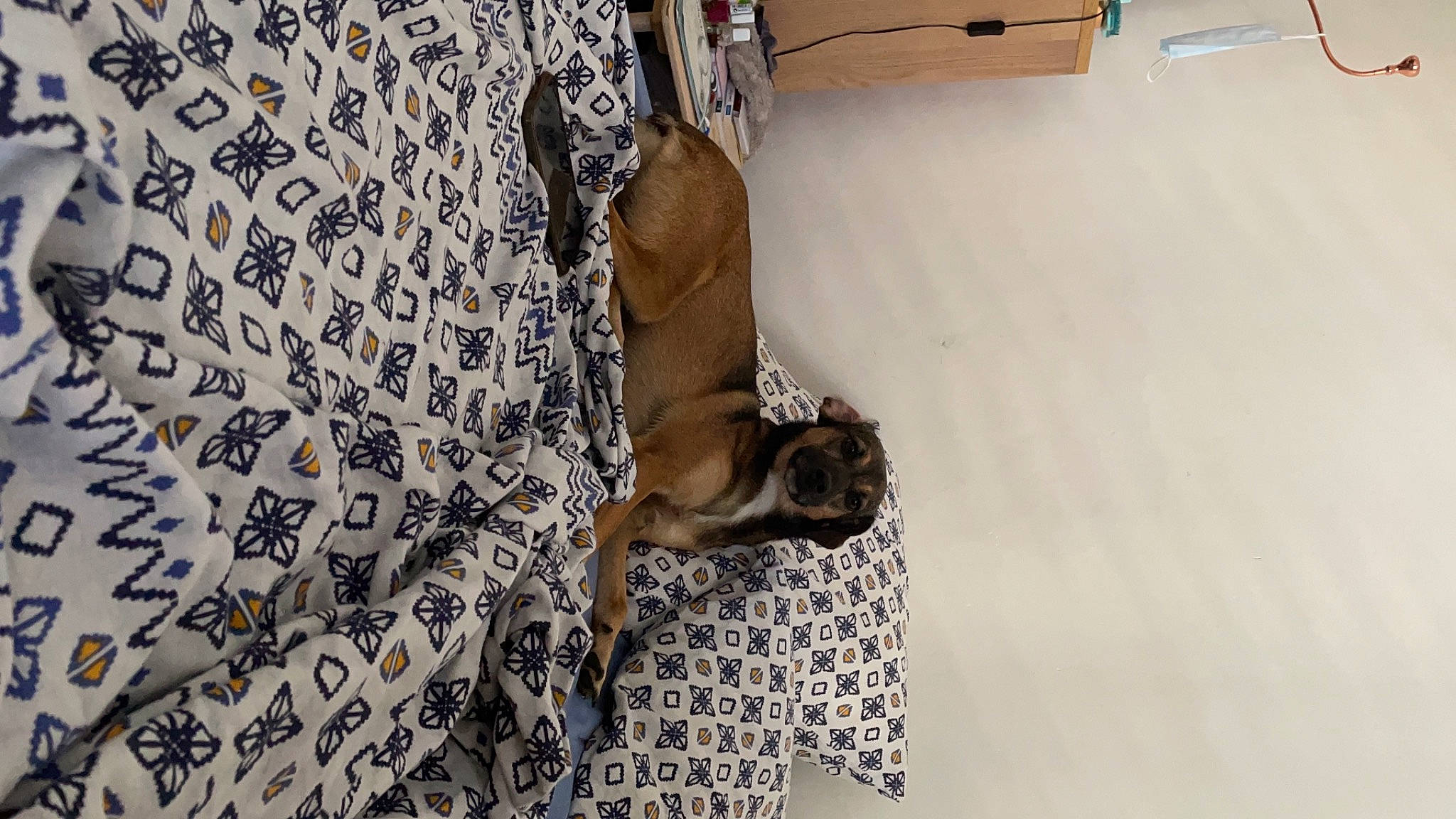 Polly a rejoint le concours — aidez-le/la à gagner de superbes lots ! canidae, carnivore, comfort, companion_dog, dog, dog_breed, dog_supply, fawn, floor, flooring, hardwood, liver, pattern, pet_supply, sporting_group, tail, toy_dog, wood, wood_flooring, working_animal