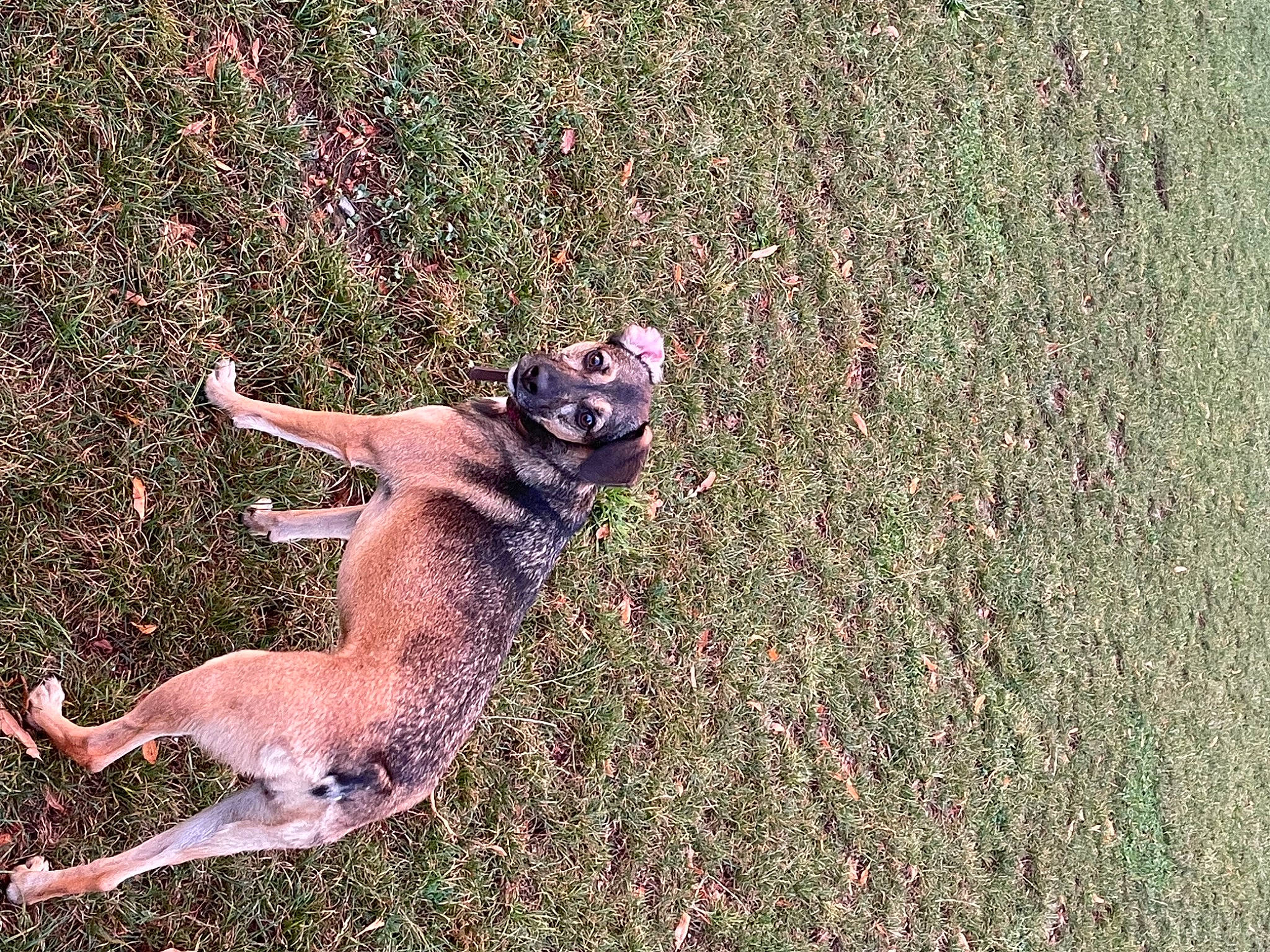 Polly a rejoint le concours — aidez-le/la à gagner de superbes lots ! canidae, deer, dog_breed, fawn, grass, grass_family, grassland, groundcover, herbaceous_plant, marsupial, people_in_nature, plant, snout, soil, sporting_group, tail, terrestrial_animal, wildlife