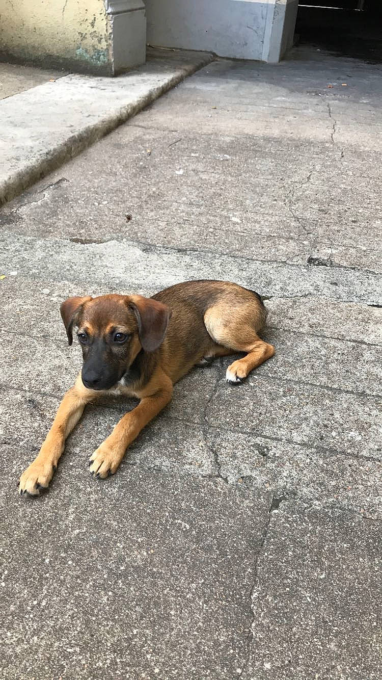 Polly participe au concours pour gagner de l'argent avec cette photo : asphalt, boxer, carnivore, cobblestone, companion_dog, concrete, dog, dog_breed, flooring, paw, puppy, road, road_surface, shadow, sidewalk, street, street_dog, tail, terrestrial_animal, working_dog