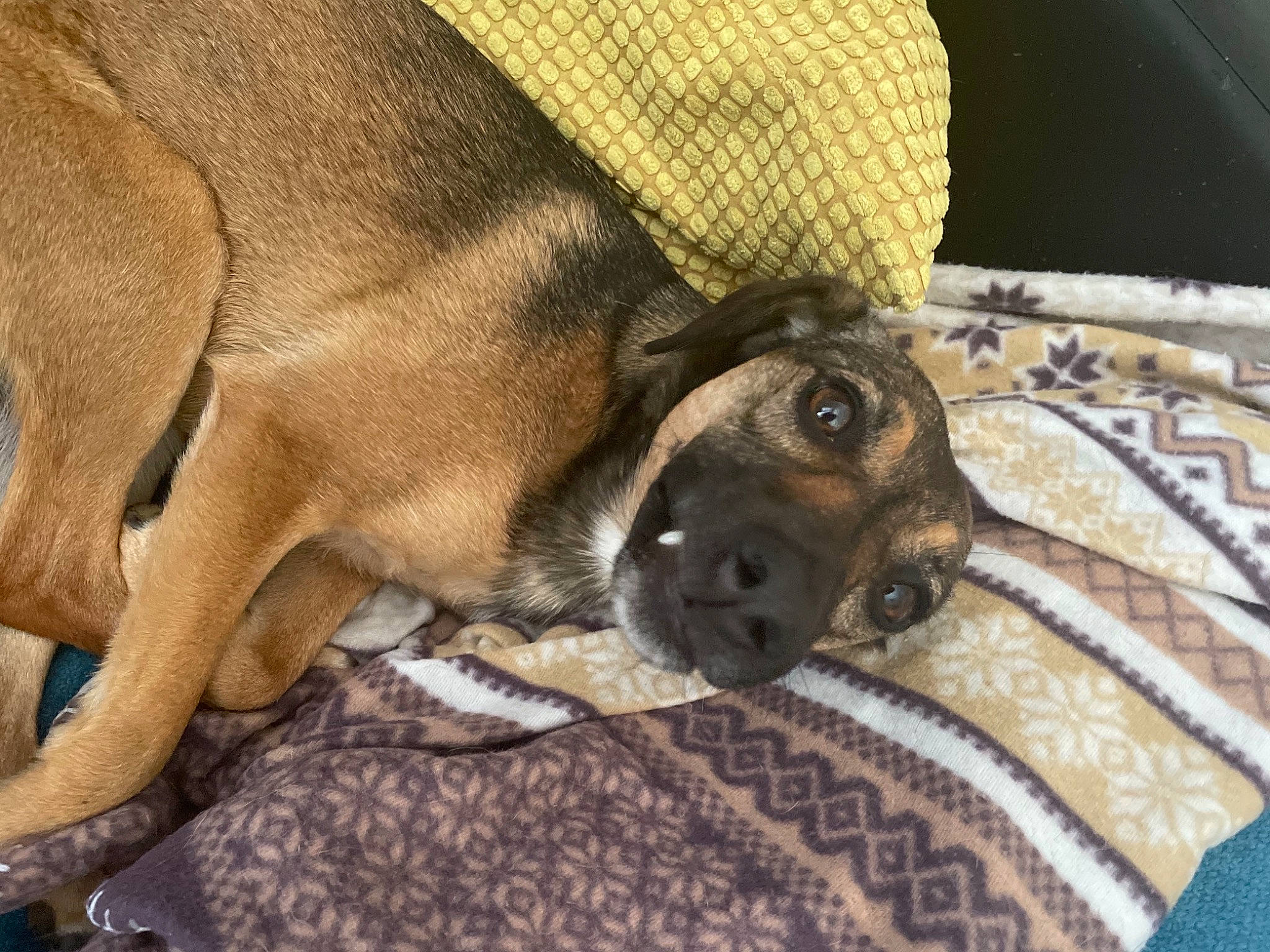 Polly participe au concours pour gagner de l'argent avec cette photo : canidae, carnivore, comfort, companion_dog, couch, dog, dog_breed, fawn, fur, guard_dog, linens, liver, nap, paw, snout, sporting_group, terrestrial_animal, toy_dog, whiskers, working_animal