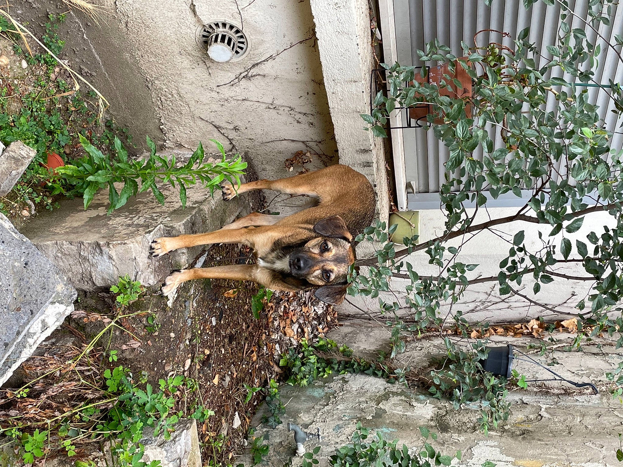 Polly a rejoint le concours — aidez-le/la à gagner de superbes lots ! canidae, carnivore, dog, dog_breed, fawn, grass, groundcover, natural_material, plant, sporting_group, terrestrial_animal, trunk, twig, wildlife, wood