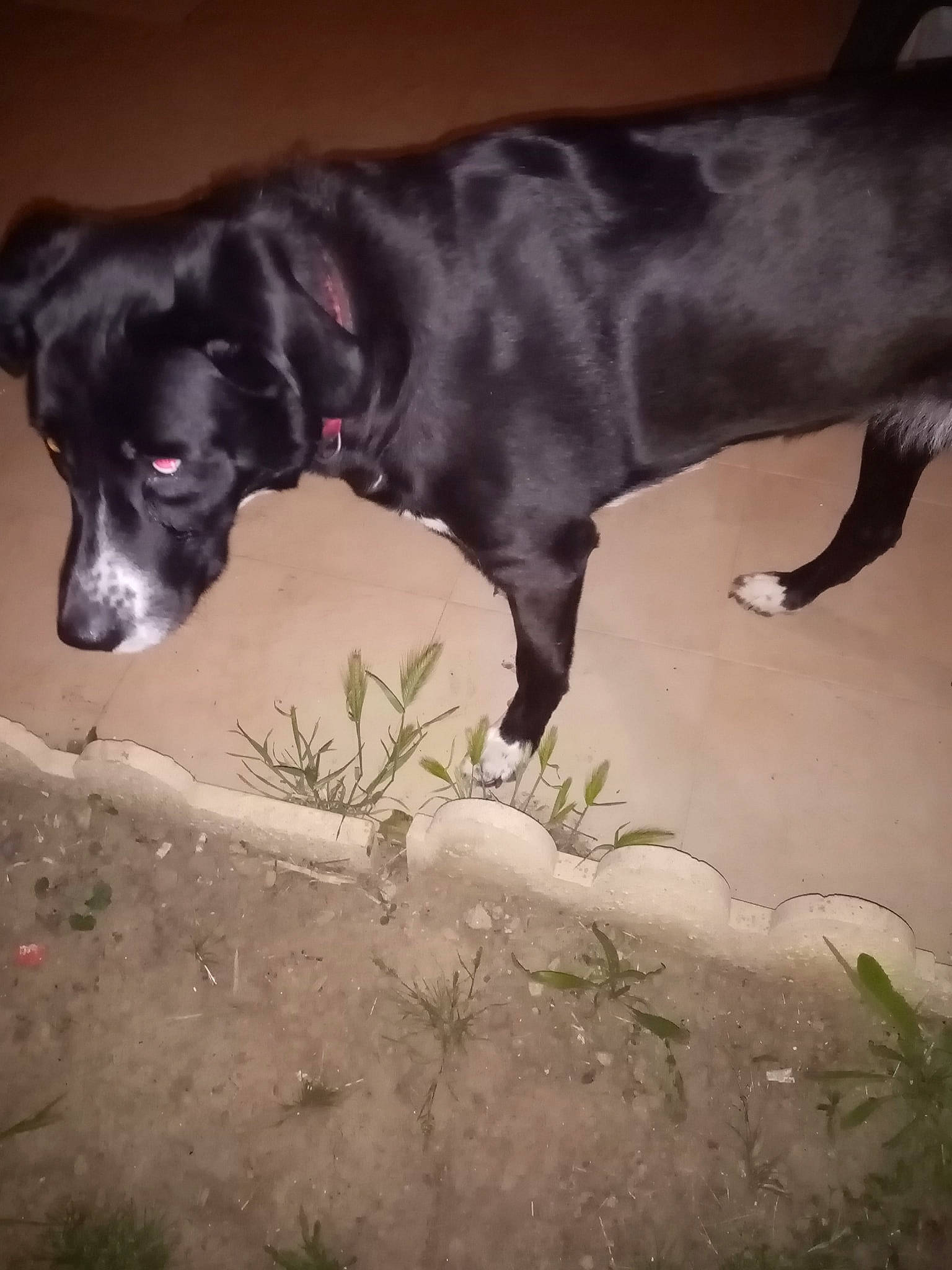 Panda participe au concours pour gagner de l'argent avec cette photo : borador, canidae, carnivore, dog, dog_breed, labrador_retriever, mammal, snout, sporting_group, stabyhoun