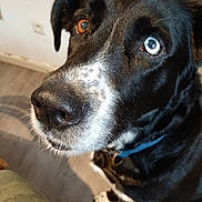 Panda participe au concours pour gagner de l'argent avec cette photo : animal, black_fur, blue_eye, brown_eye, canine, close_up, collar, curious, dog, domestic_animal, floor, furry, heterochromia, indoor, looking_up, muzzle, pet, portrait, whiskers, white_fur