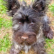 Fig joined the competition — help win amazing prizes! animal, brown_eyes, canine, close_up, cute, dog, ears, fur, furry, grass, mammal, nature, nose, outdoor, pet, playful, portrait, scruffy, sitting, whiskers