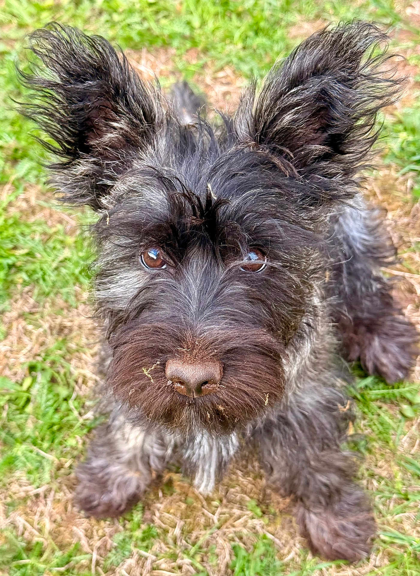 Fig