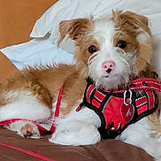 Ziggy joined the competition — help win amazing prizes! animal, bed, brown, canine, companion, cute, dog, domestic_animal, fur, harness, indoor, leash, looking, pet, pillow, pink_nose, puppy, resting, white, young_dog