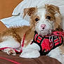 animal, bed, brown, canine, companion, cute, dog, domestic_animal, fur, harness, indoor, leash, looking, pet, pillow, pink_nose, puppy, resting, white, young_dog