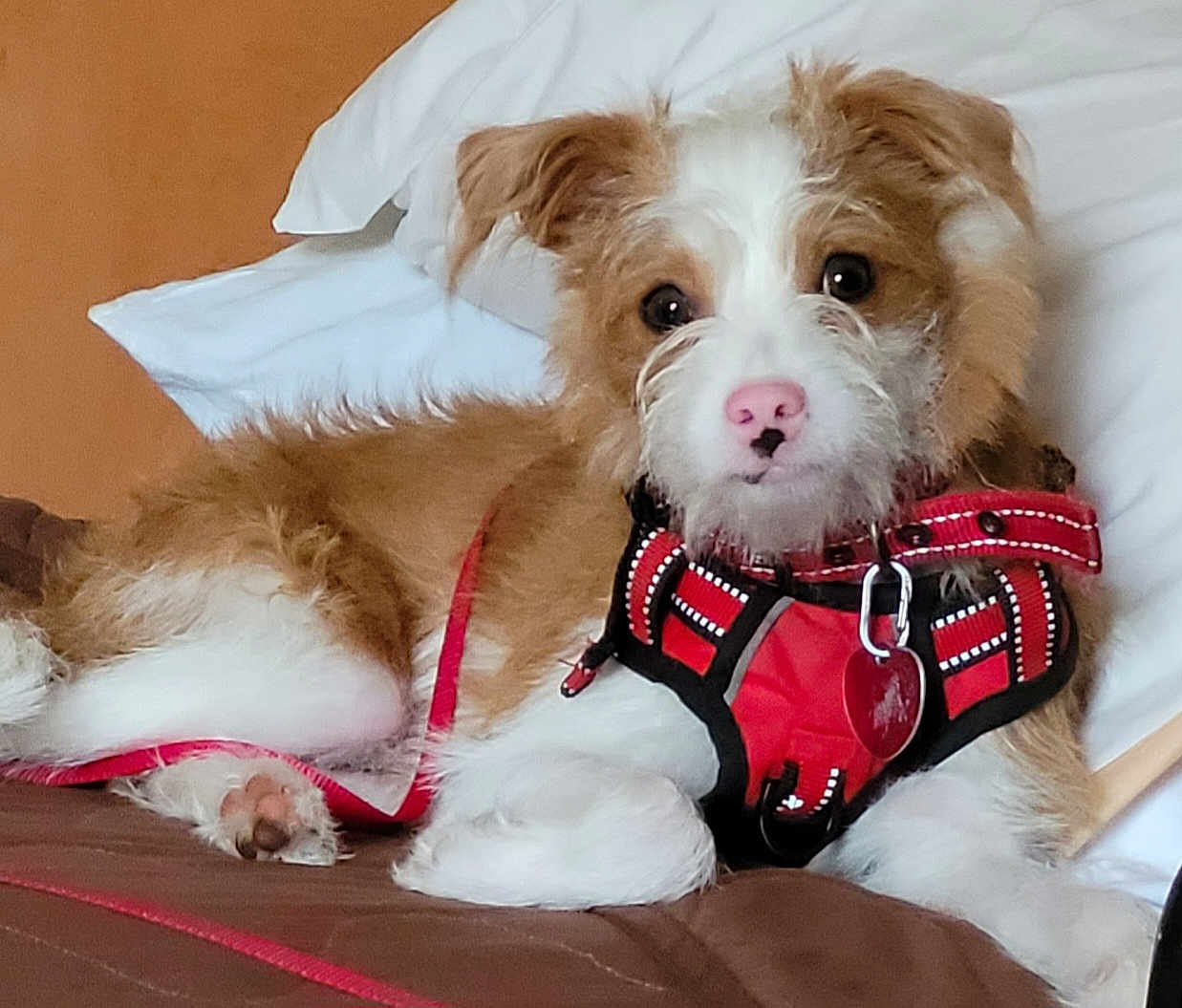 Ziggy joined the competition — help win amazing prizes! animal, bed, brown, canine, companion, cute, dog, domestic_animal, fur, harness, indoor, leash, looking, pet, pillow, pink_nose, puppy, resting, white, young_dog