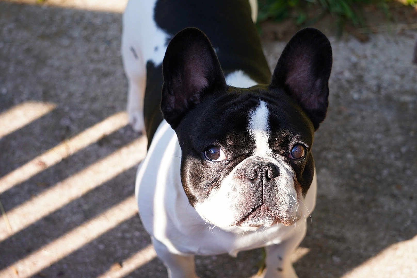 Arlo