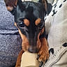 animal, black_and_tan, blanket, bone, canine, chewing, close_up, cozy, cute, dog, ears, indoor, nail, paw, pet, pillow, resting, snout, texture, toy