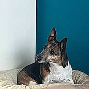 Jazz a rejoint le concours — aidez-le/la à gagner de superbes lots ! dog, pet, bed, indoor, resting, relaxed, fur, animal, canine, two-tone_wall, white_wall, teal_wall, comfort, cozy, looking_away, side_profile, domestic, home, soft_lighting, quiet