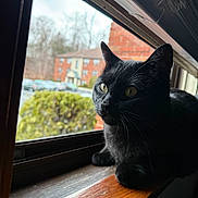 Cheeto is registered to the contest to win money with this photo: cat, black_cat, windowsill, window, indoor, animal, pet, feline, looking_outside, wood, building, brick_wall, car, bush, daylight, nature, domestic_animal, closeup, portrait, curtain
