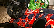 Cheeto is registered to the contest to win money with this photo: cat, black_cat, pet_clothing, plaid, fleece_jacket, button, carpet, indoor, household, curious, wide_eyes, relaxed, furniture, appliance, green_bag, texture, cute, animal, cozy, domestic
