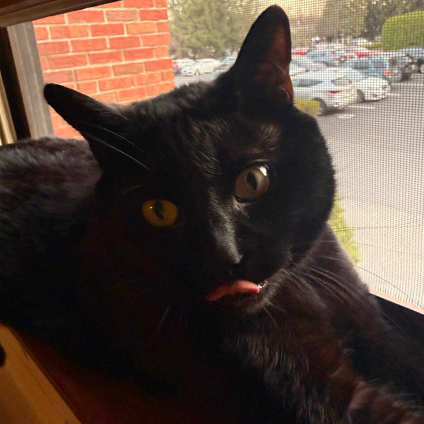 Cheeto joined the competition — help win amazing prizes! black_cat, cat, pet, animal, windowsill, window_screen, yellow_eyes, tongue_out, curious, indoor, brick_wall, parking_lot, trees, daylight, close_up, fur, whiskers, playful, domestic_cat, mammal