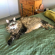 Mistral participe au concours pour gagner de l'argent avec cette photo : cat, tabby_cat, pet, bed, green_bedspread, furniture, dresser, wooden_furniture, plant, statue, salt_lamp, indoor, cozy, relaxing, curious, fluffy, lying_down, domestic_animal, room, decor