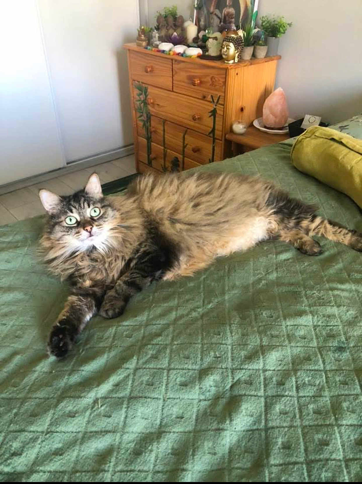 Mistral participe au concours pour gagner de l'argent avec cette photo : cat, tabby_cat, pet, bed, green_bedspread, furniture, dresser, wooden_furniture, plant, statue, salt_lamp, indoor, cozy, relaxing, curious, fluffy, lying_down, domestic_animal, room, decor