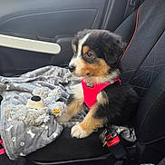 Aïka a rejoint le concours — aidez-le/la à gagner de superbes lots ! puppy, dog, car_seat, harness, blanket, plush_toy, seatbelt, window, door, car_interior, mints, black_fur, brown_fur, white_fur, sitting, pet, cute, young_dog, indoor, attention