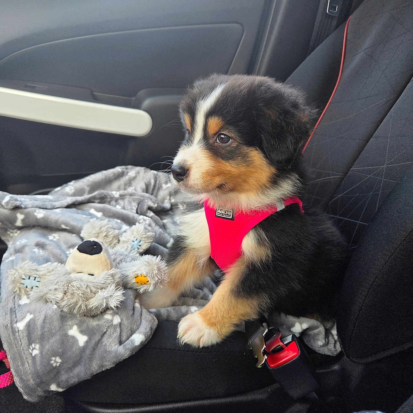 Aïka a rejoint le concours — aidez-le/la à gagner de superbes lots ! attention, black_fur, blanket, brown_fur, car_interior, car_seat, cute, dog, door, harness, indoor, mints, pet, plush_toy, puppy, seatbelt, sitting, white_fur, window, young_dog