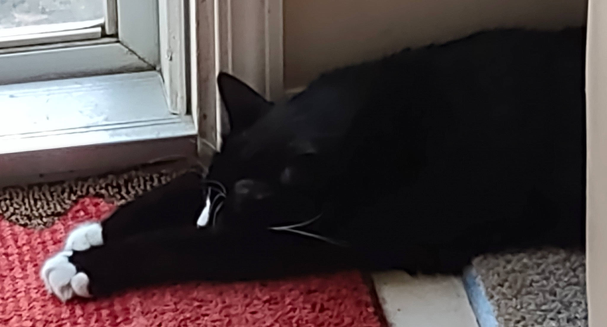 Rocki joined the competition — help win amazing prizes! black_cat, bombay, carmine, carnivore, cat, comfort, domestic_short_haired_cat, door, felidae, floor, flooring, fur, grey, hardwood, room, small_to_medium_sized_cats, snout, tail, terrestrial_animal, whiskers