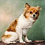 animal, canine, chihuahua, cockerspaniel, collie, dog, eskimodog, fox, papillon, pet, puppy, snout, whitedog