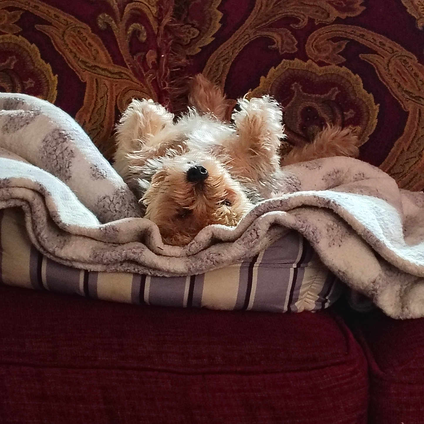Debora Dirmeyer joined the competition — help win amazing prizes! bed, blanket, canine, comfort, couch, cozy, dog, ears, fluffy, fur, home, indoor, nose, patterned, pet, relaxed, resting, small_dog, striped, upside_down