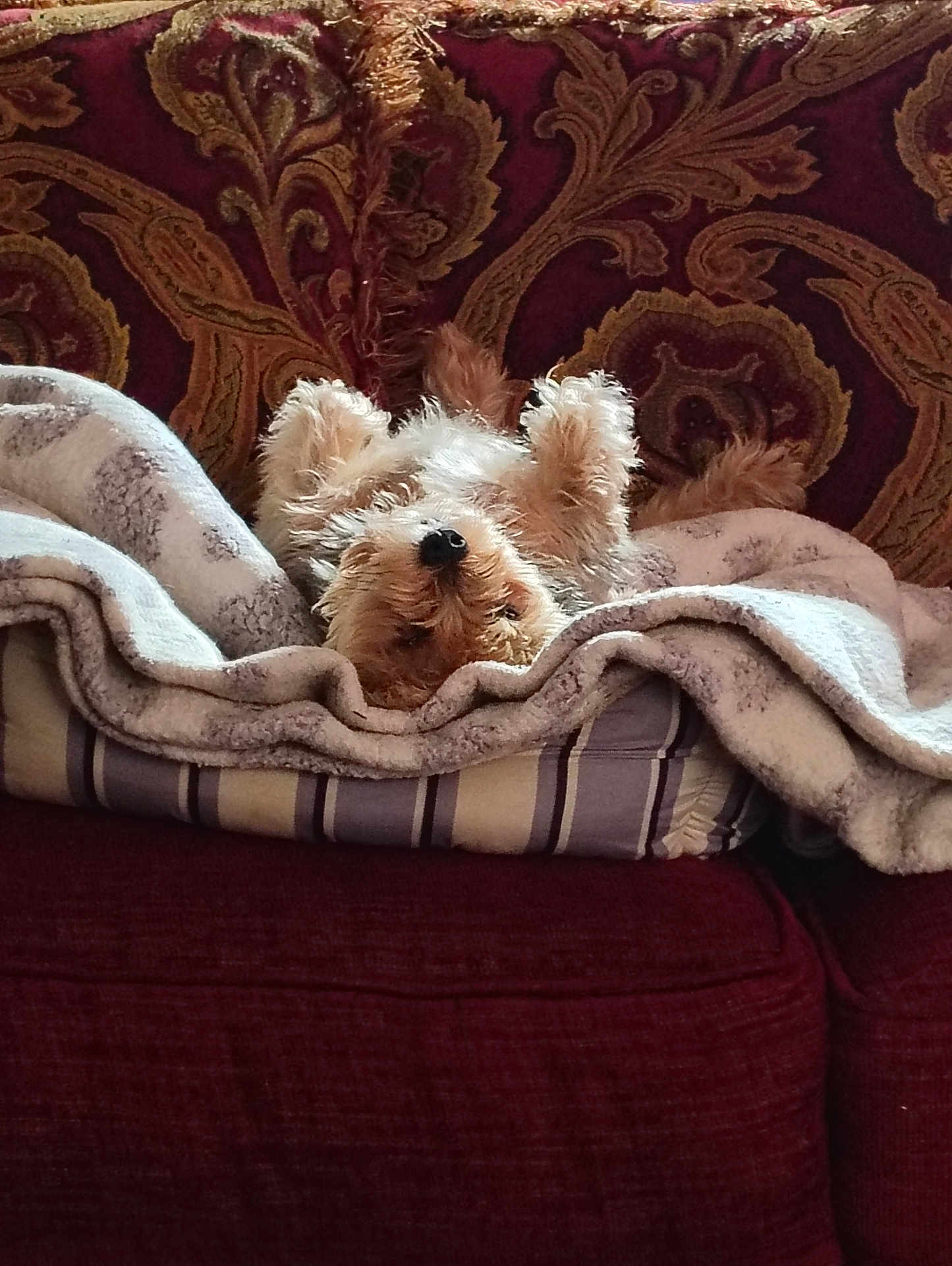 Debora Dirmeyer joined the competition — help win amazing prizes! bed, blanket, canine, comfort, couch, cozy, dog, ears, fluffy, fur, home, indoor, nose, patterned, pet, relaxed, resting, small_dog, striped, upside_down