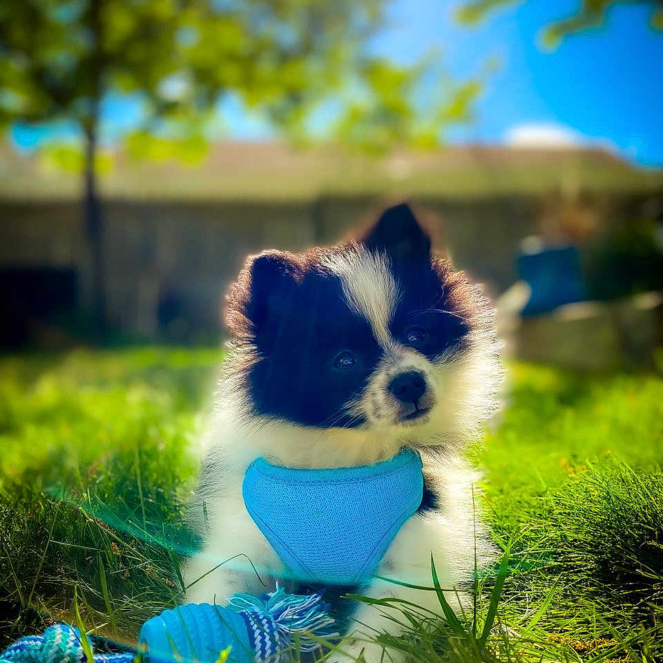 Leo joined the competition — help win amazing prizes! animal, backyard, black_and_white, blue_harness, cute, daytime, dog, fluffy, grass, leisure, nature, outdoor, pet, playful, puppy, small_dog, summer, sunlight, toy, young