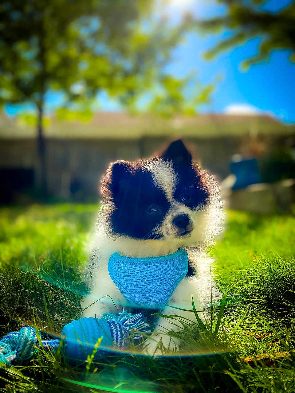 Leo